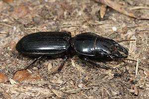 Discover 10 Types of Black Beetles photo