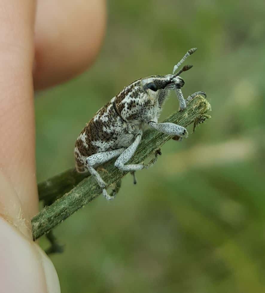 Knapweed Root Weevil