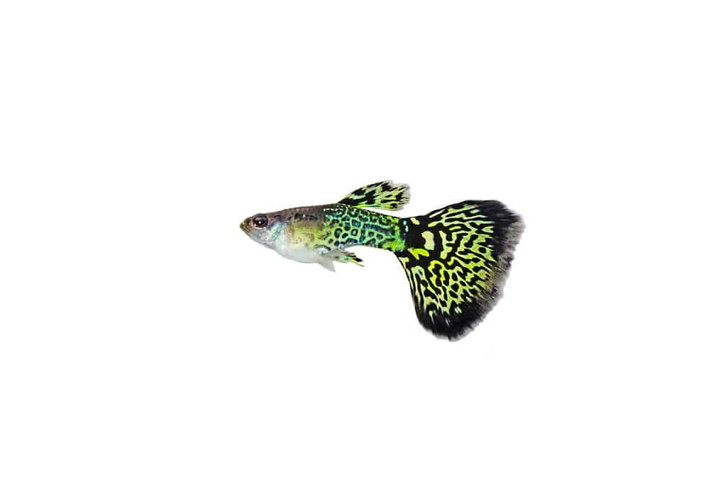 Leopard Guppy