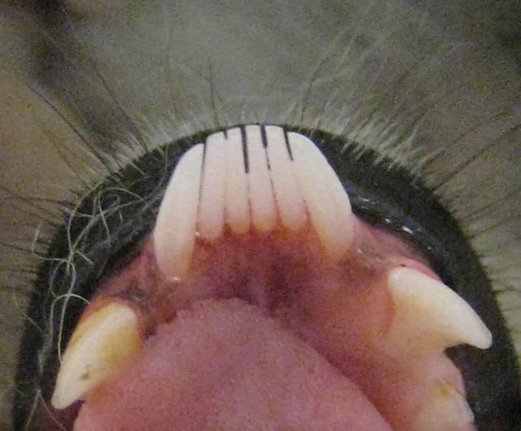 Macro of a lemur tooth comb. The photo distinctly shows the four long procumbent incisors flanked by the equally long canines. 