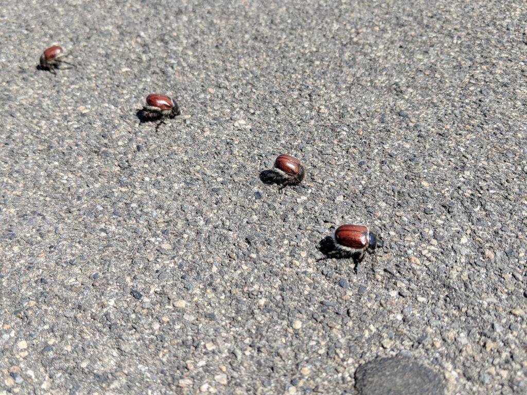 Little Bear Beetles