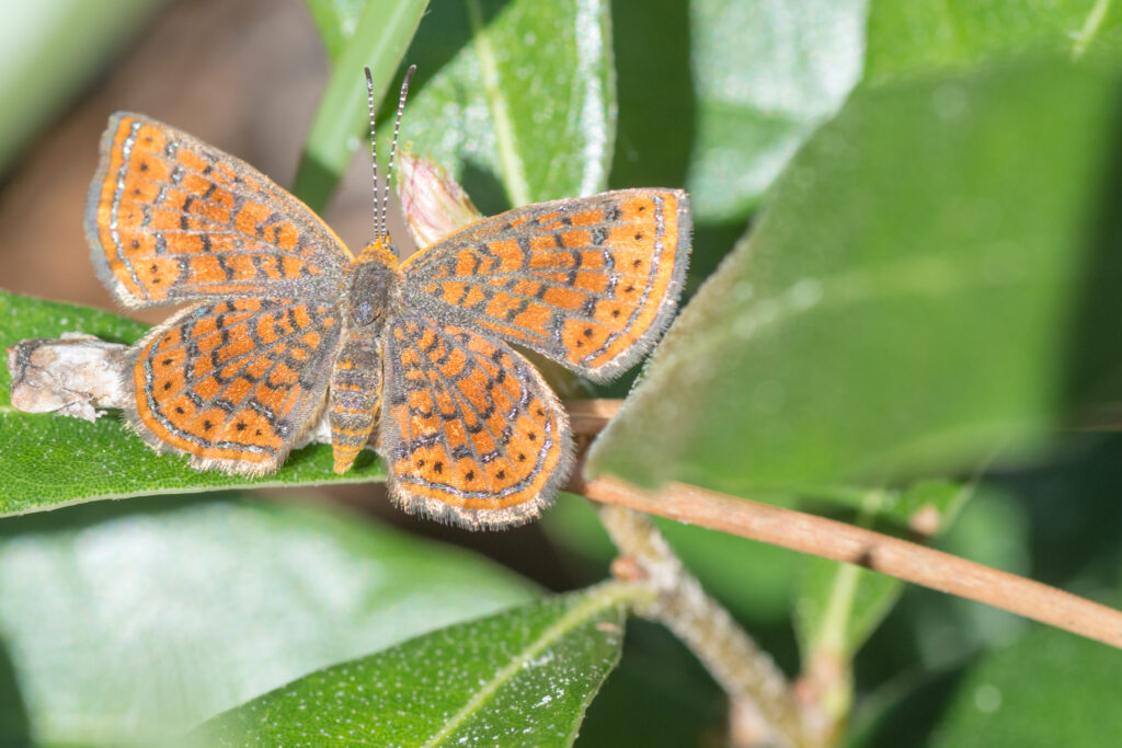 metalmark butterfly