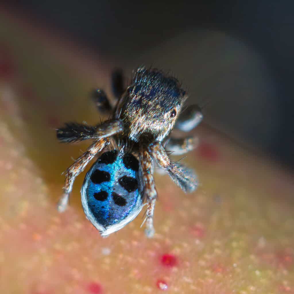 Peacock jumping spider