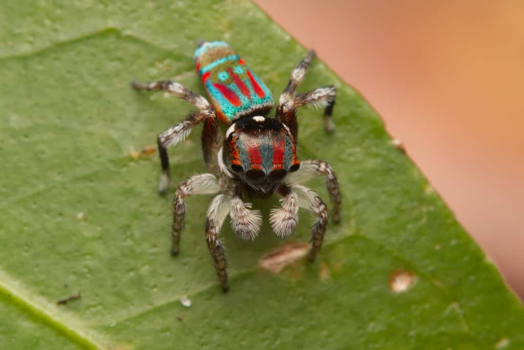 Peacock spiders use their legs to perform elaborate dances to attract a mate