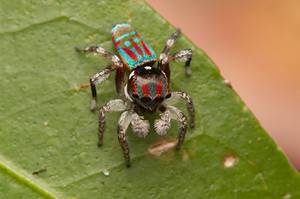 Flying Peacock Spider