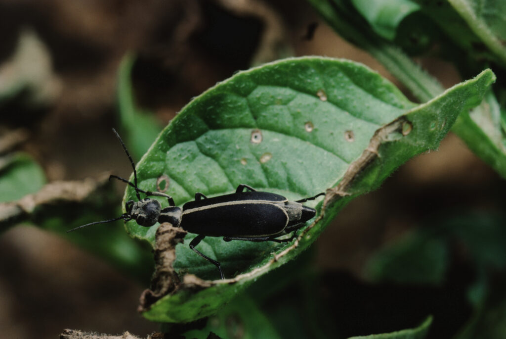 Margined Blister Beetle