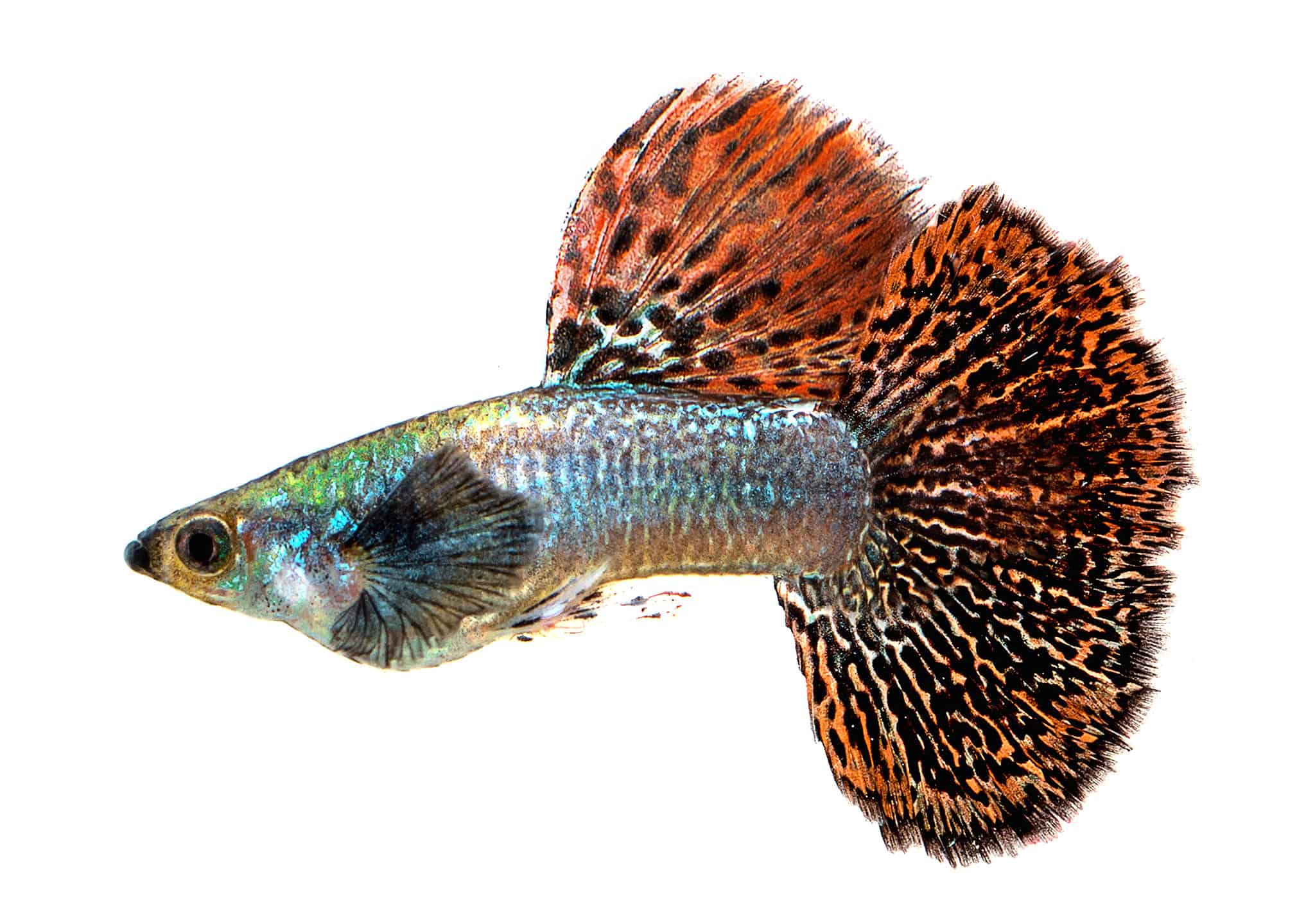 20 Beautiful Types Of Guppy Fish A Z Animals