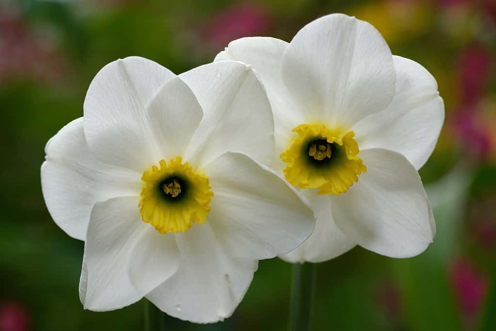 Narcissus 'Cedar Hills'