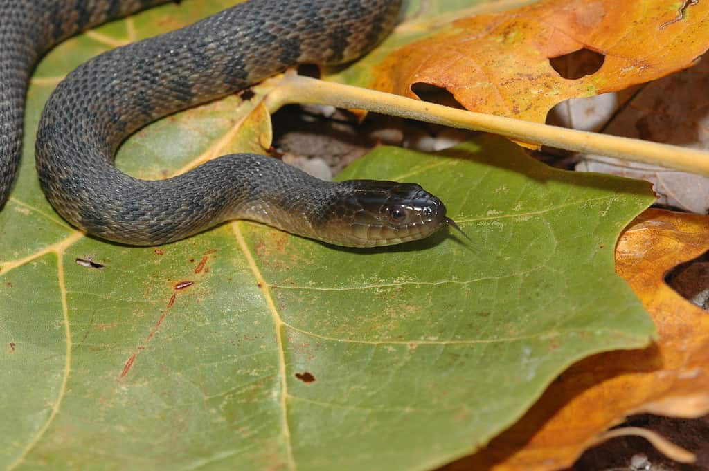 The Mississippi green water snake is dark green to brown.