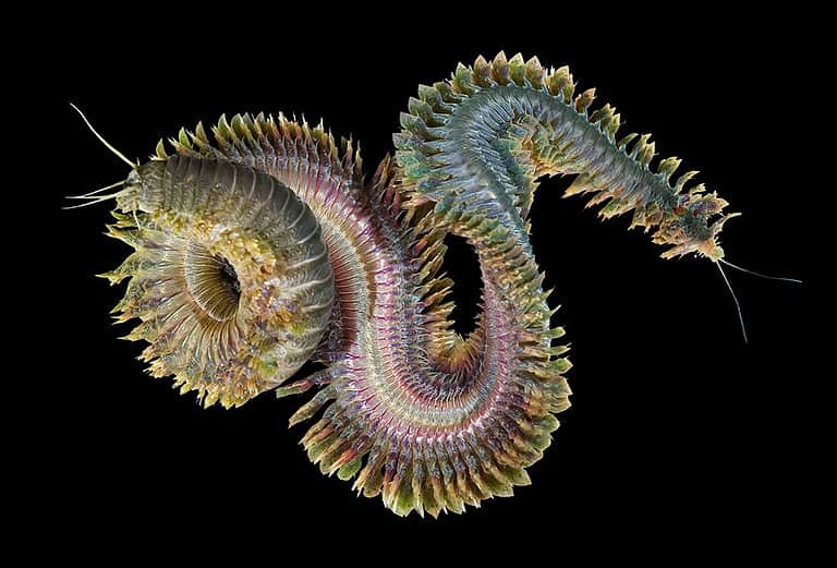 Sandworm