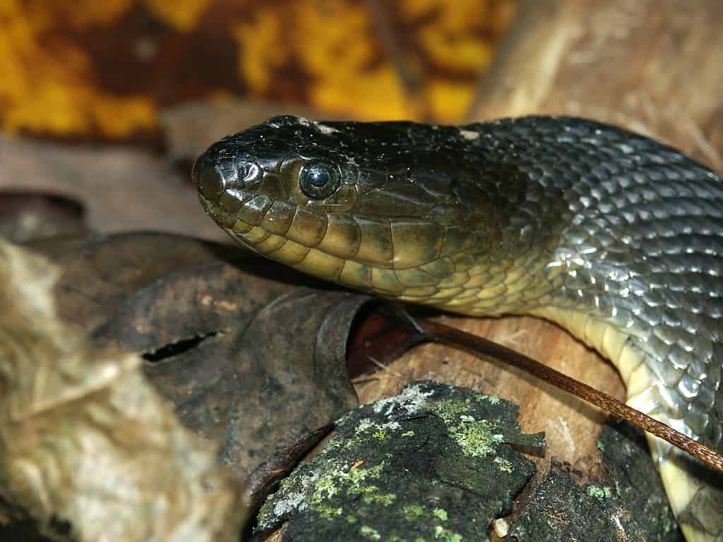 A close up of the head of a Mississippi Green Water Snake, showing its deep green scales and iconic yellow eyes.
