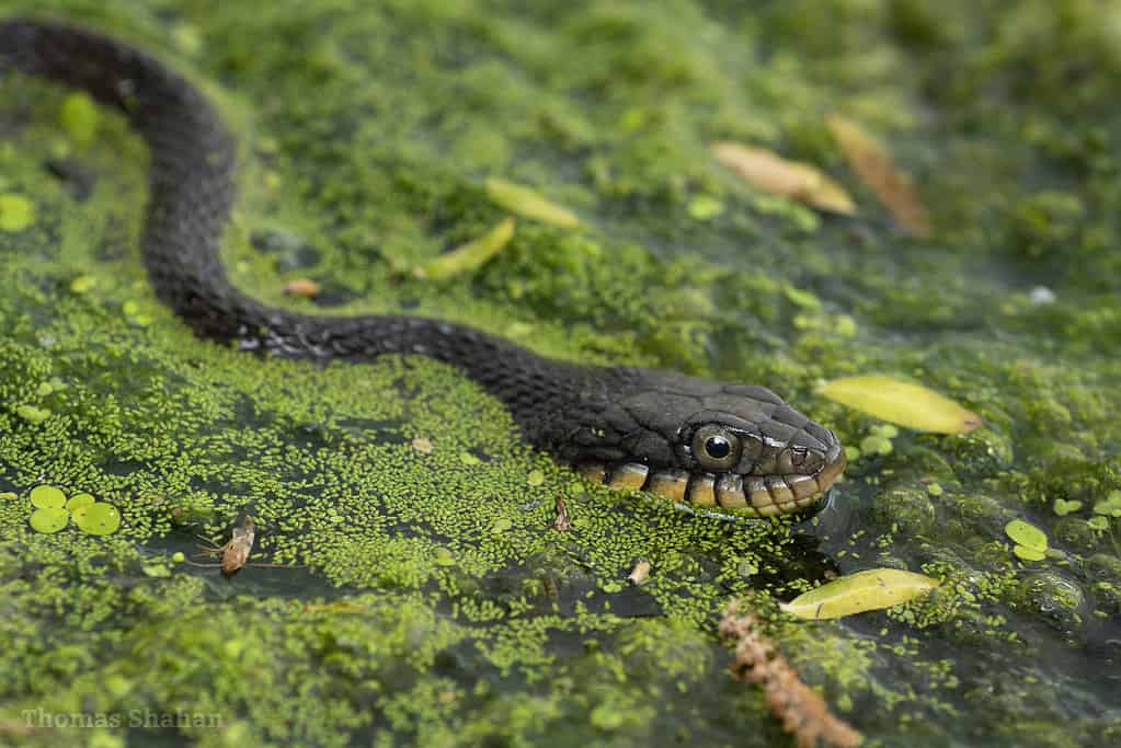 Blotched water snake, Nerodia erythrogaster