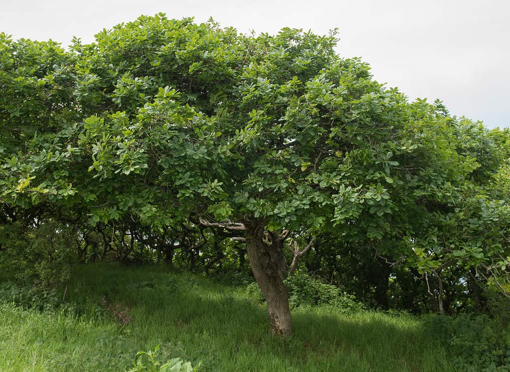 Sessile Oak Tree
