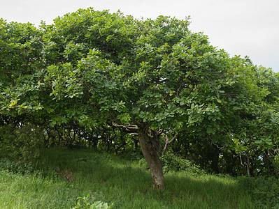 A 10 Incredible Trees Native to Ireland