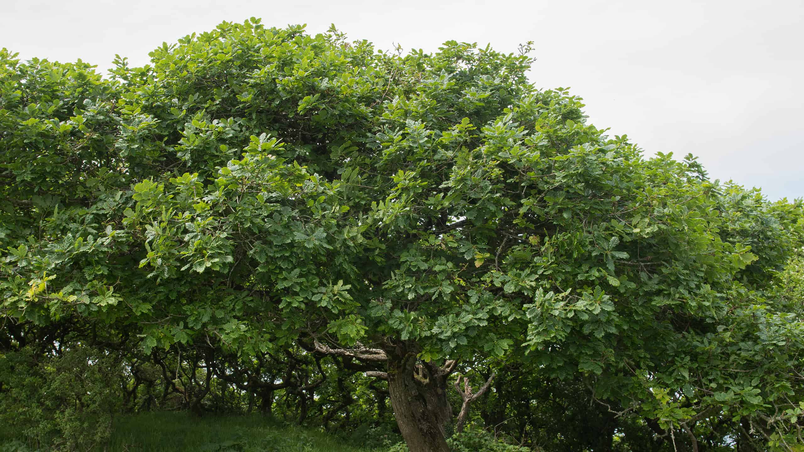 Sessile Oak Tree