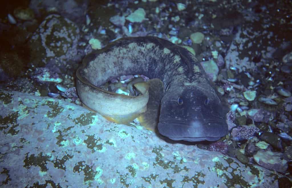 Ocean pout