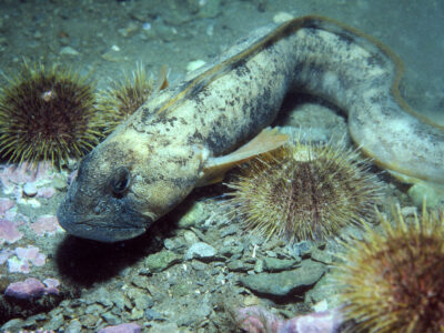 A Zoarces americanus