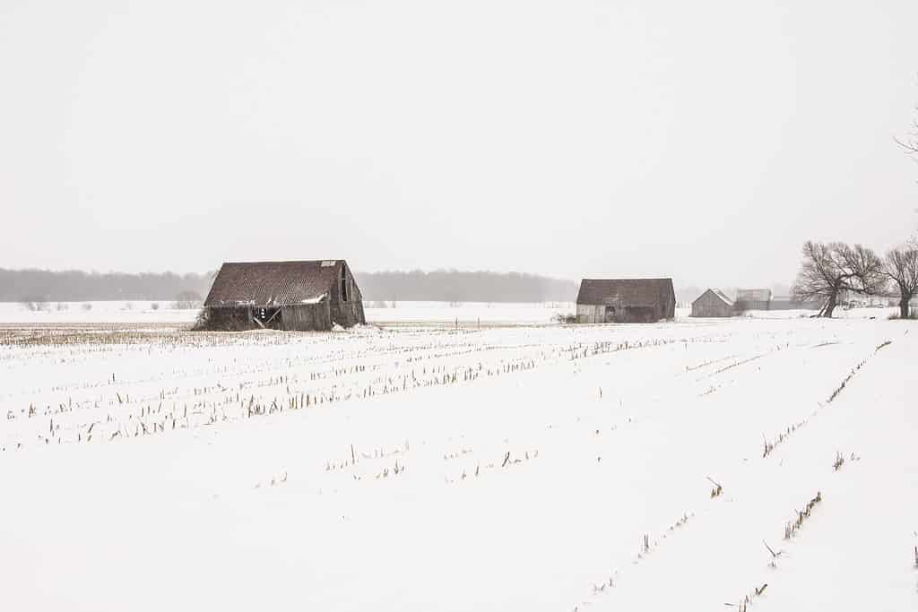 Old Barns in Snow