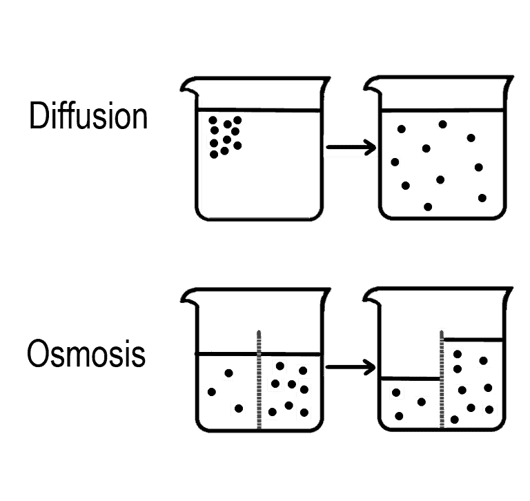 Osmosis vs. Diffusion: What Is the Difference?