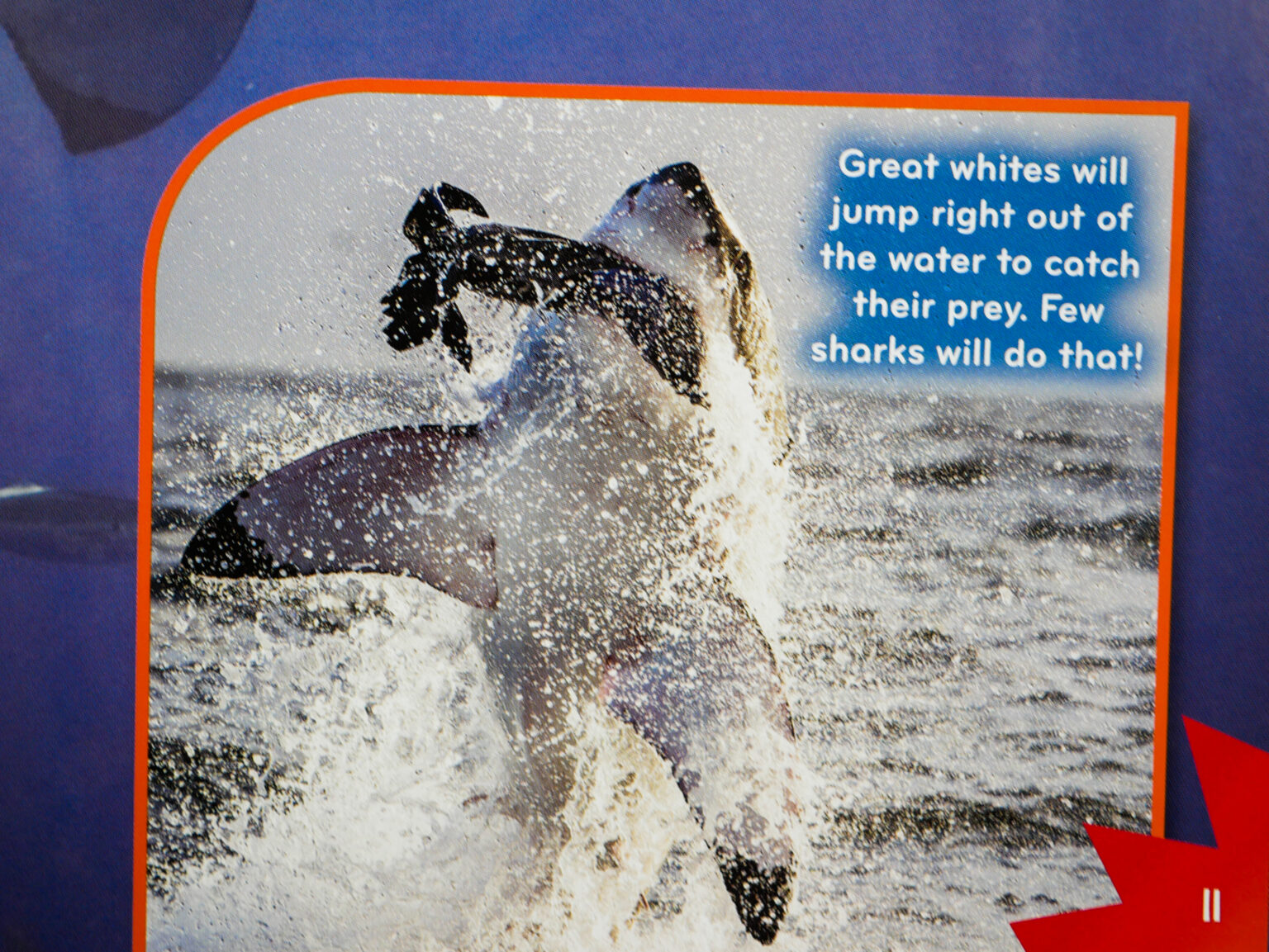 The 8 Best Children's Books About Sharks Available Today AZ Animals