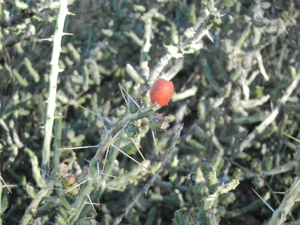 Cylindropuntia arbuscula, Arizona pencil cholla