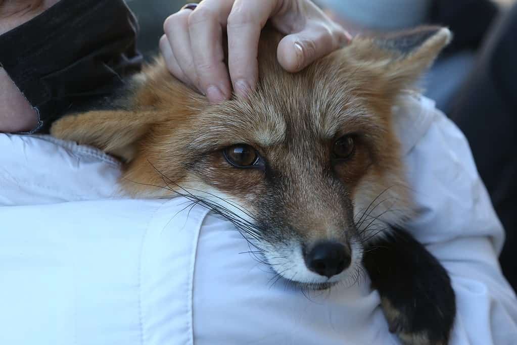 Foxes as pets