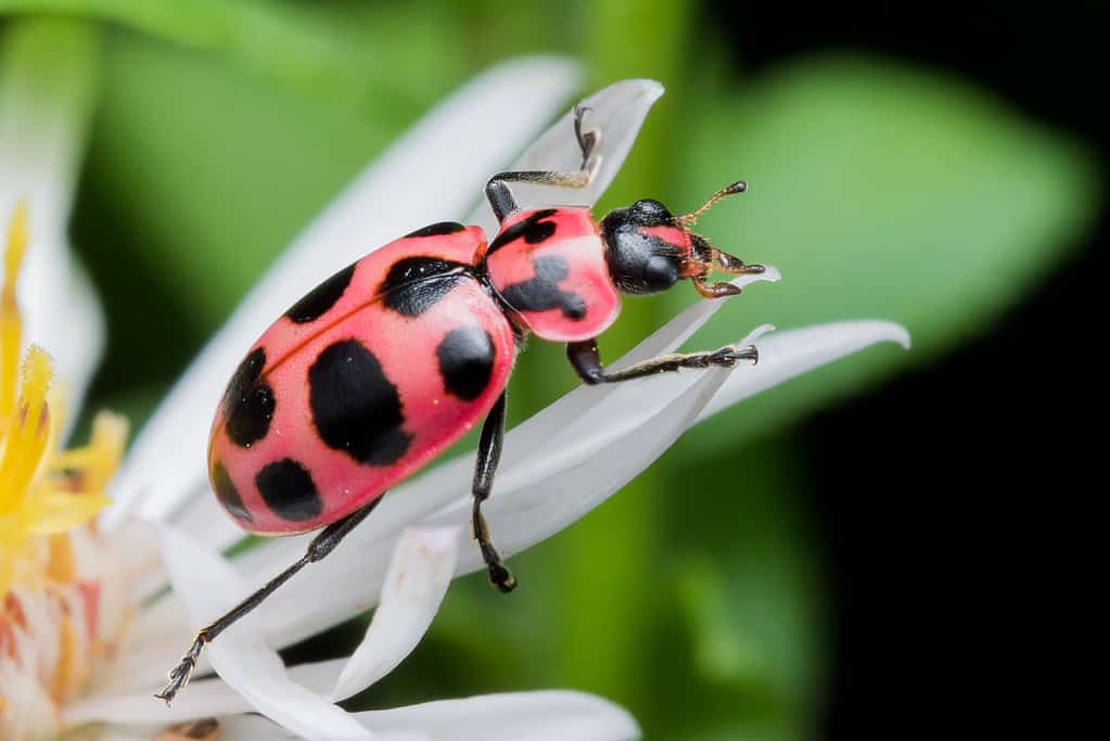 Spotted Lady Beetle