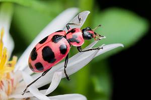Flying Beetles: Identification and Prevention Tips photo