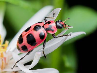 A Flying Beetles: Identification and Prevention Tips