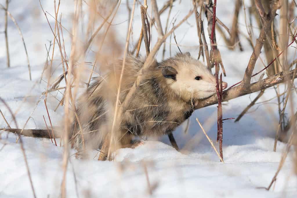 Possum in Snow