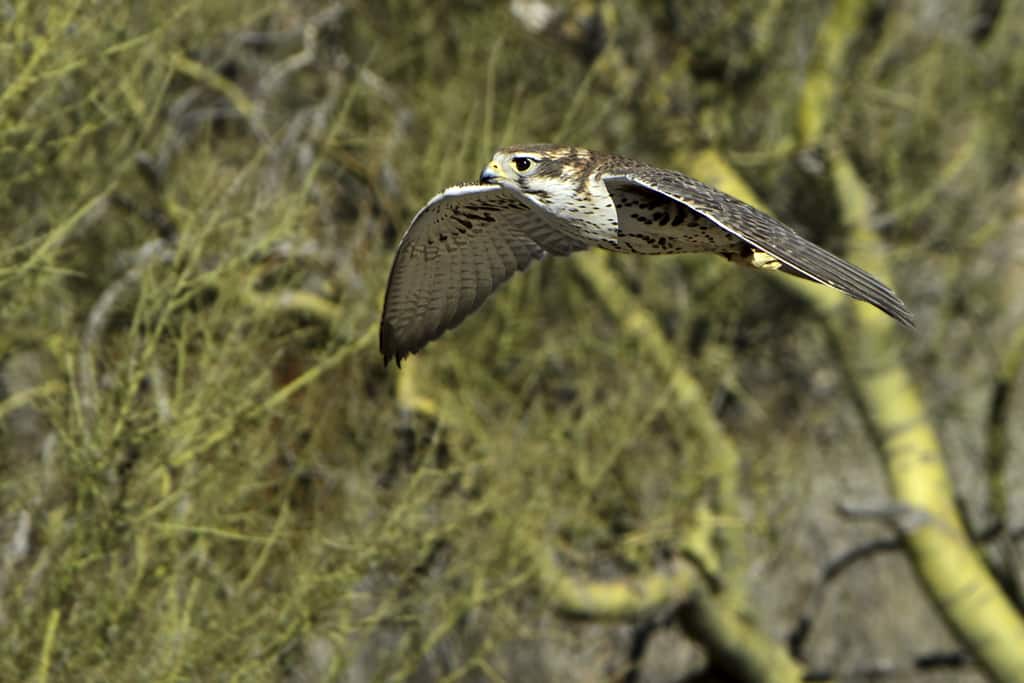 Falco mexicanus, Arizona