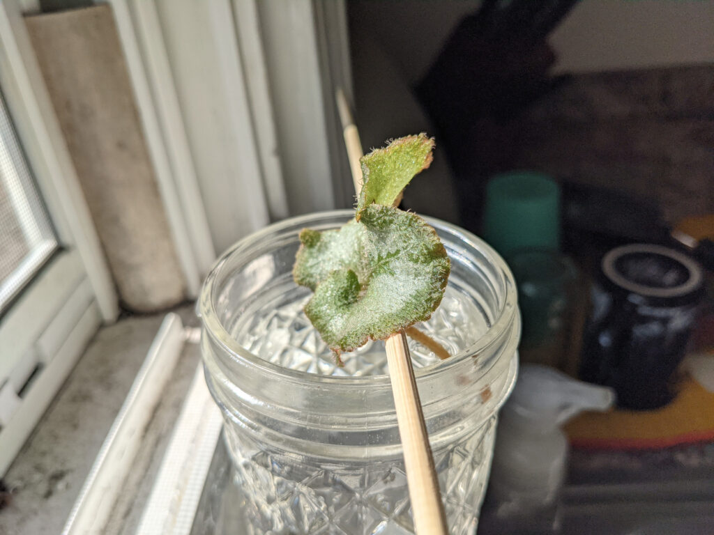 propagating begonia
