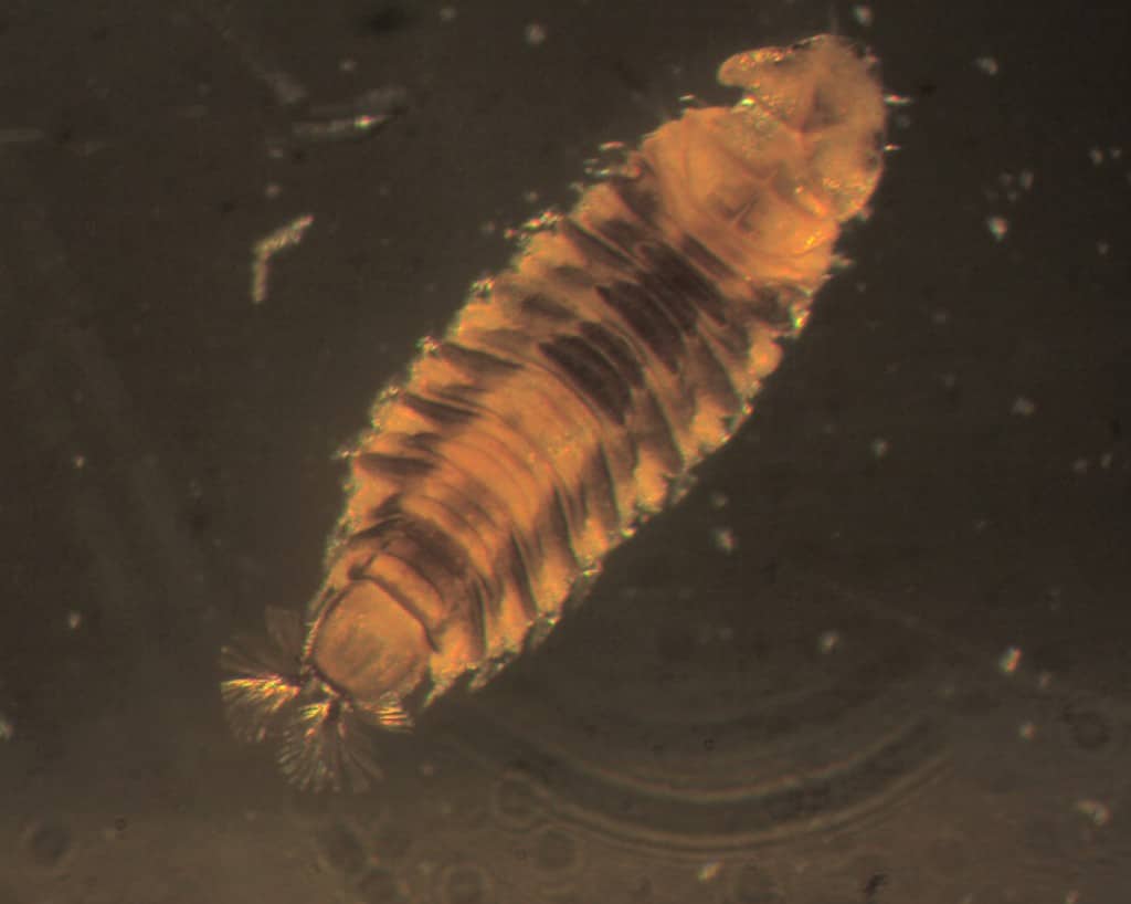 Drain fly larva