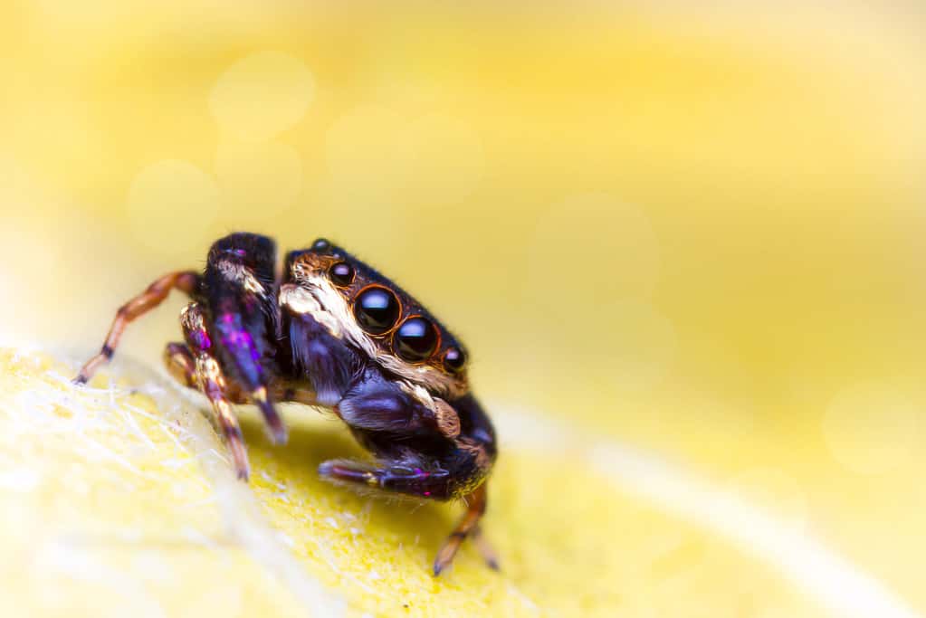 Purple and Gold Jumping Spider