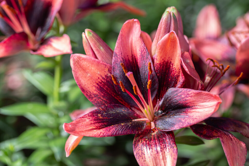 7 Types Of Purple Lilies - AZ Animals