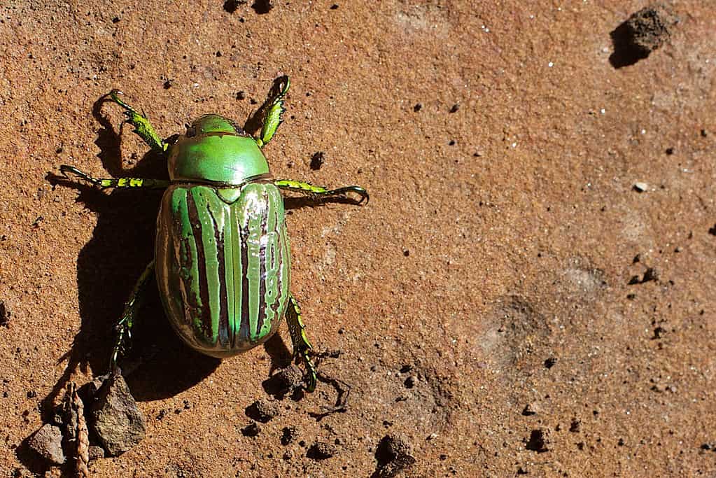 Rainbow Beetle