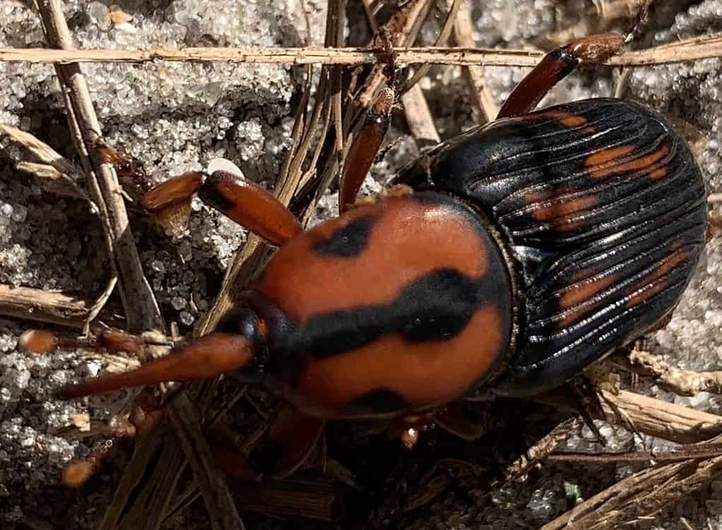 Palmetto Weevil