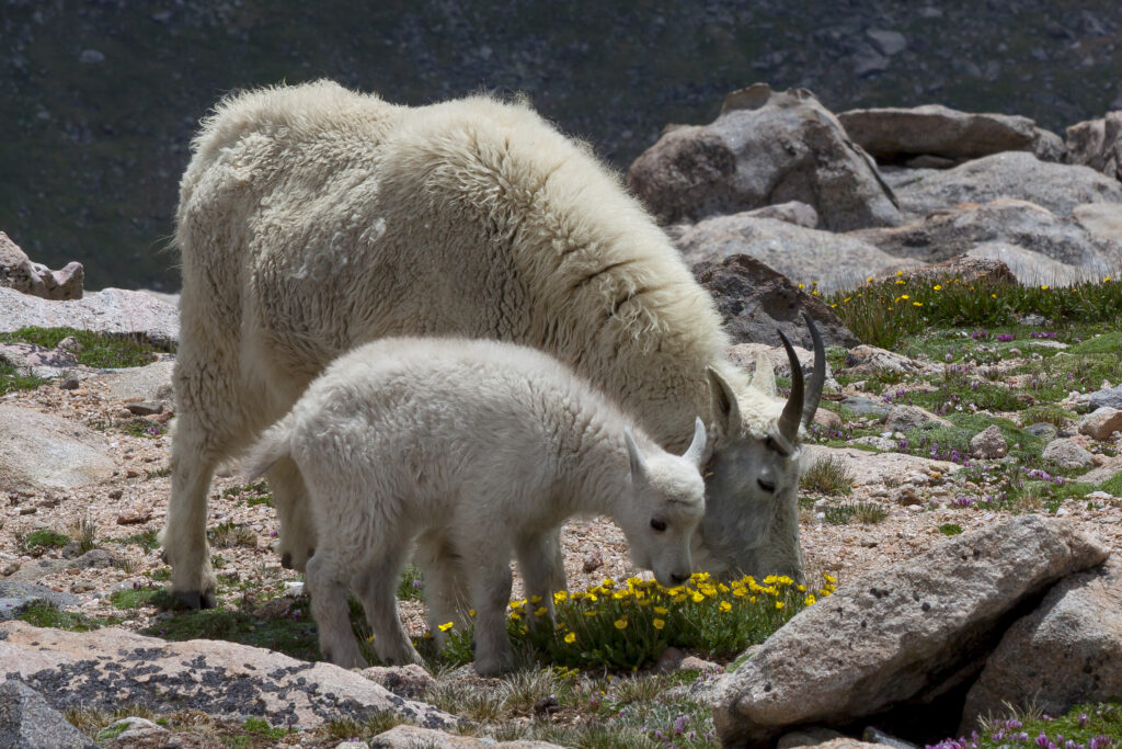 Rocky Mountain Goats