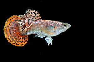20 Beautiful Types Of Guppy Fish - A-Z Animals