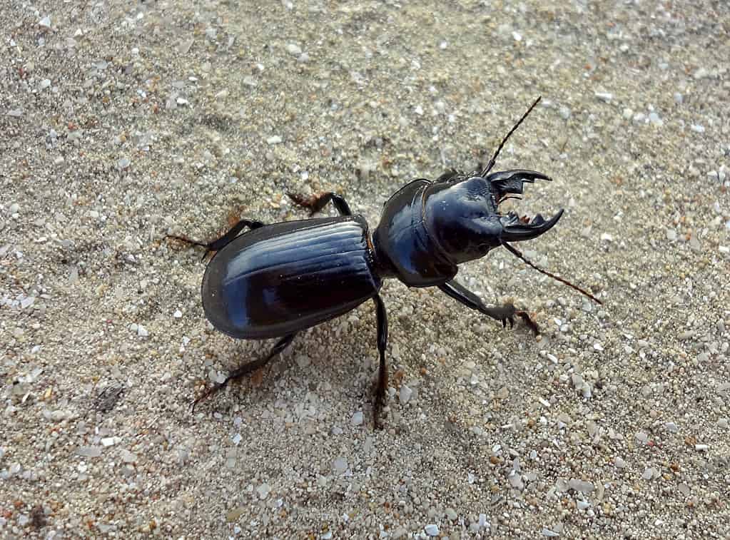 Scarites Ground Beetle