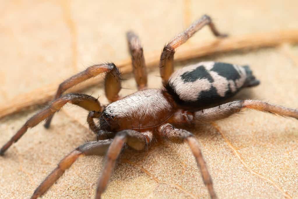 Spiders have eight legs