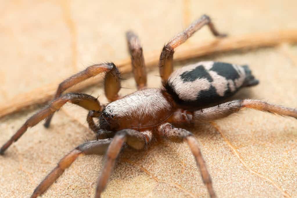 how-many-legs-do-spiders-have-3-interesting-facts-about-spider-legs