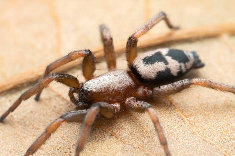 How Many Legs Do Spiders Have? 3 Interesting Facts About Spider Legs ...