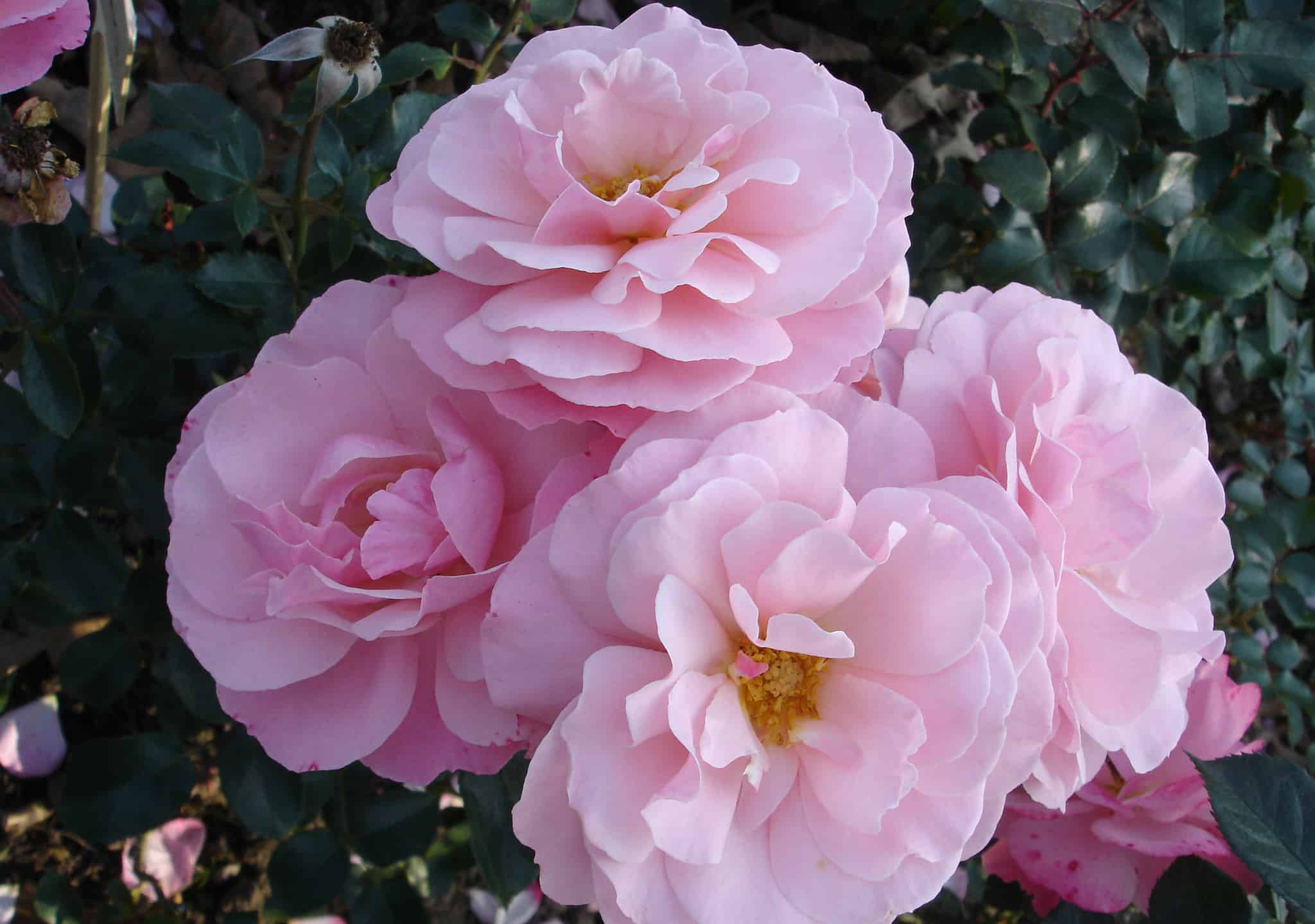 Discover the 5 Most Beautiful Roses That Grow in Virginia - A-Z Animals