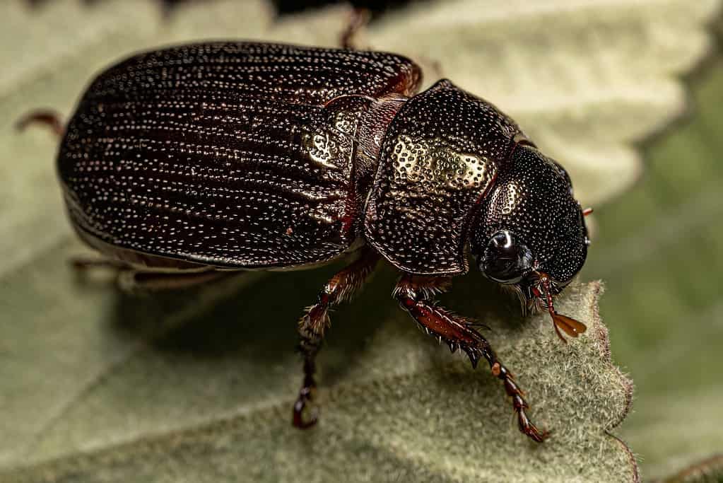 Shining Leaf Chafer Beetle