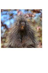 Porcupine Teeth Picture
