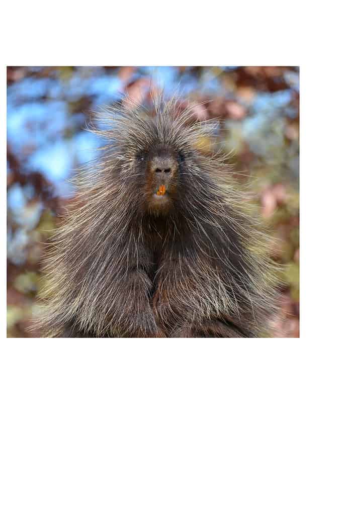 The North American porcupine (Erethizon dorsatum), also known as the Canadian porcupine or common porcupine, perched on stake with its orange incisors/ The porcupine is center frame , facing the camera.