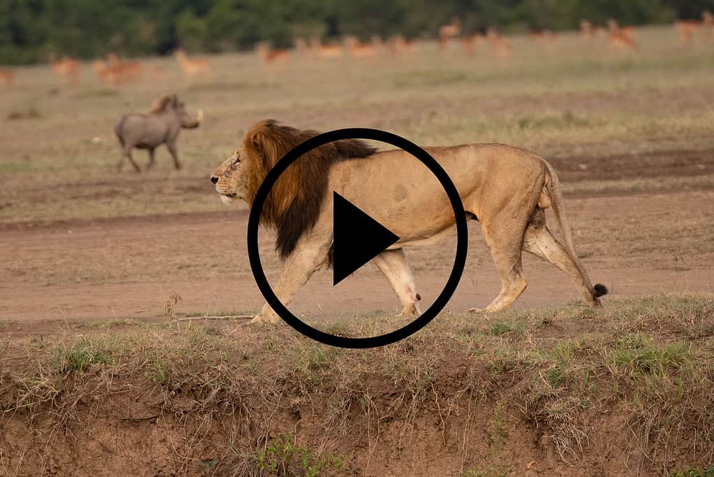 Male lion roams with warthog in the background