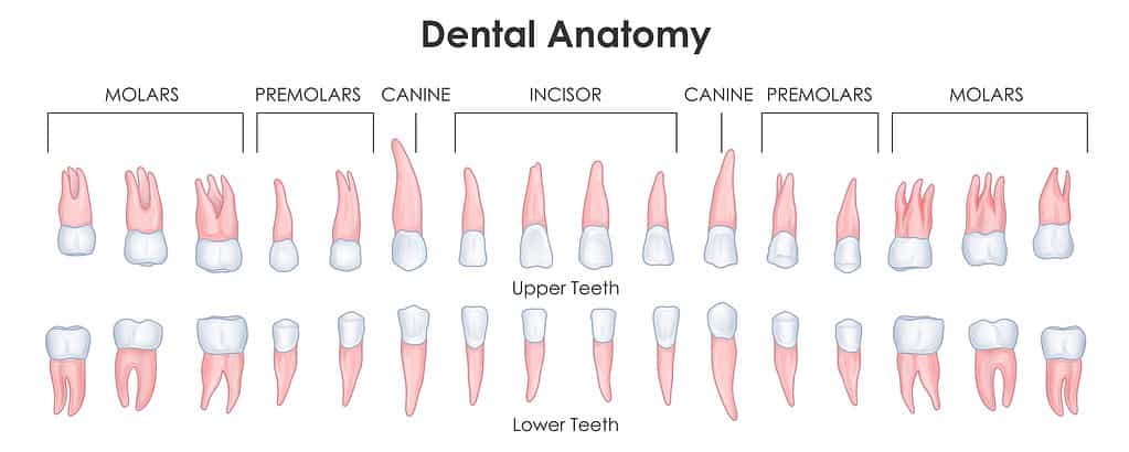 An illustration of mammalian teeth showing tithe crowns and the roots. The chart illustrates that the canine tooth's root is longer than the roots of other teeth.