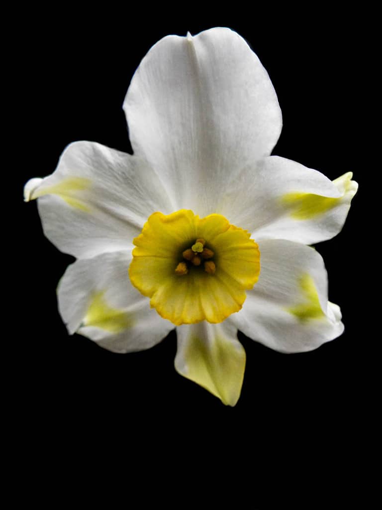 Sinopel daffodil